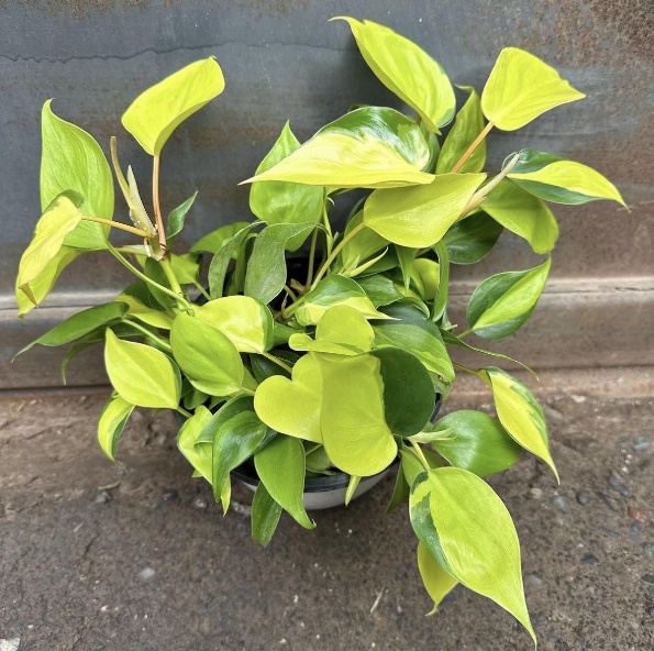 Cordatum Brasil