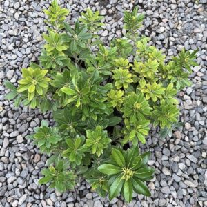 Pittosporum Tobira Enano
