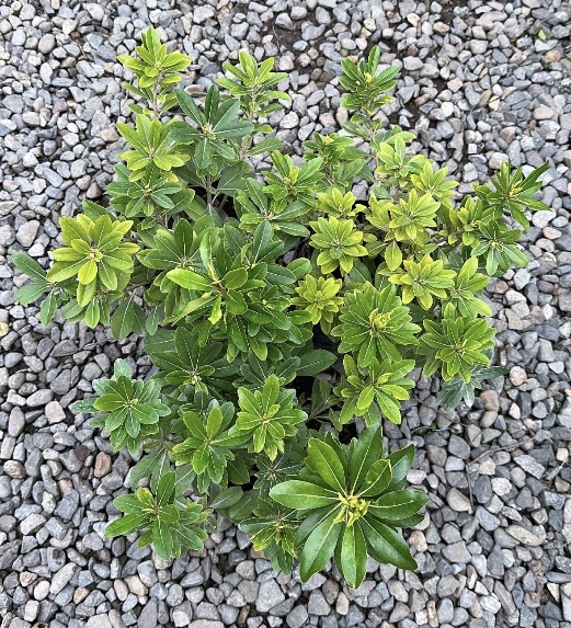 Pittosporum Tobira Enano