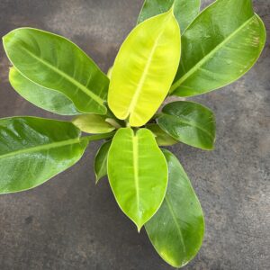 Philodendro Imperial Golden