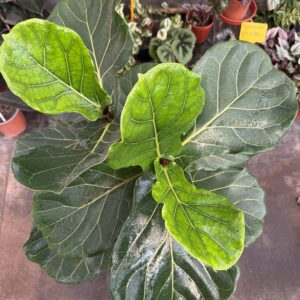 Ficus Lyrata L