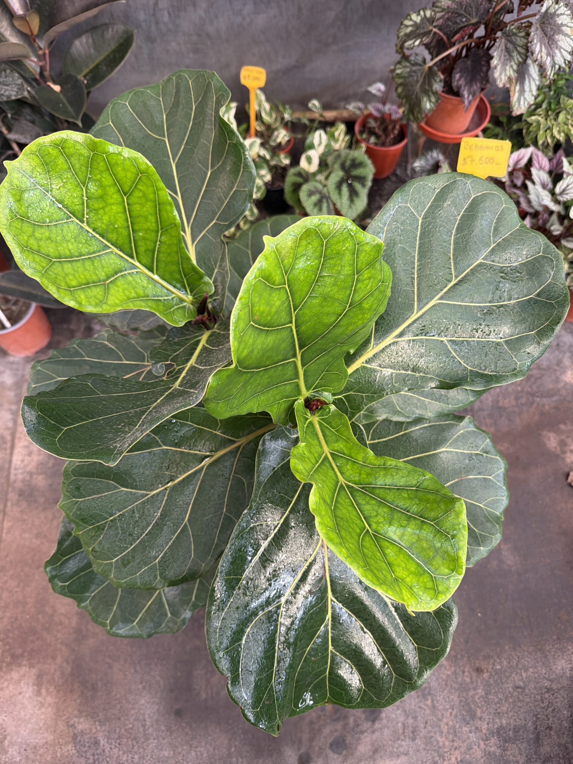 Ficus Lyrata L