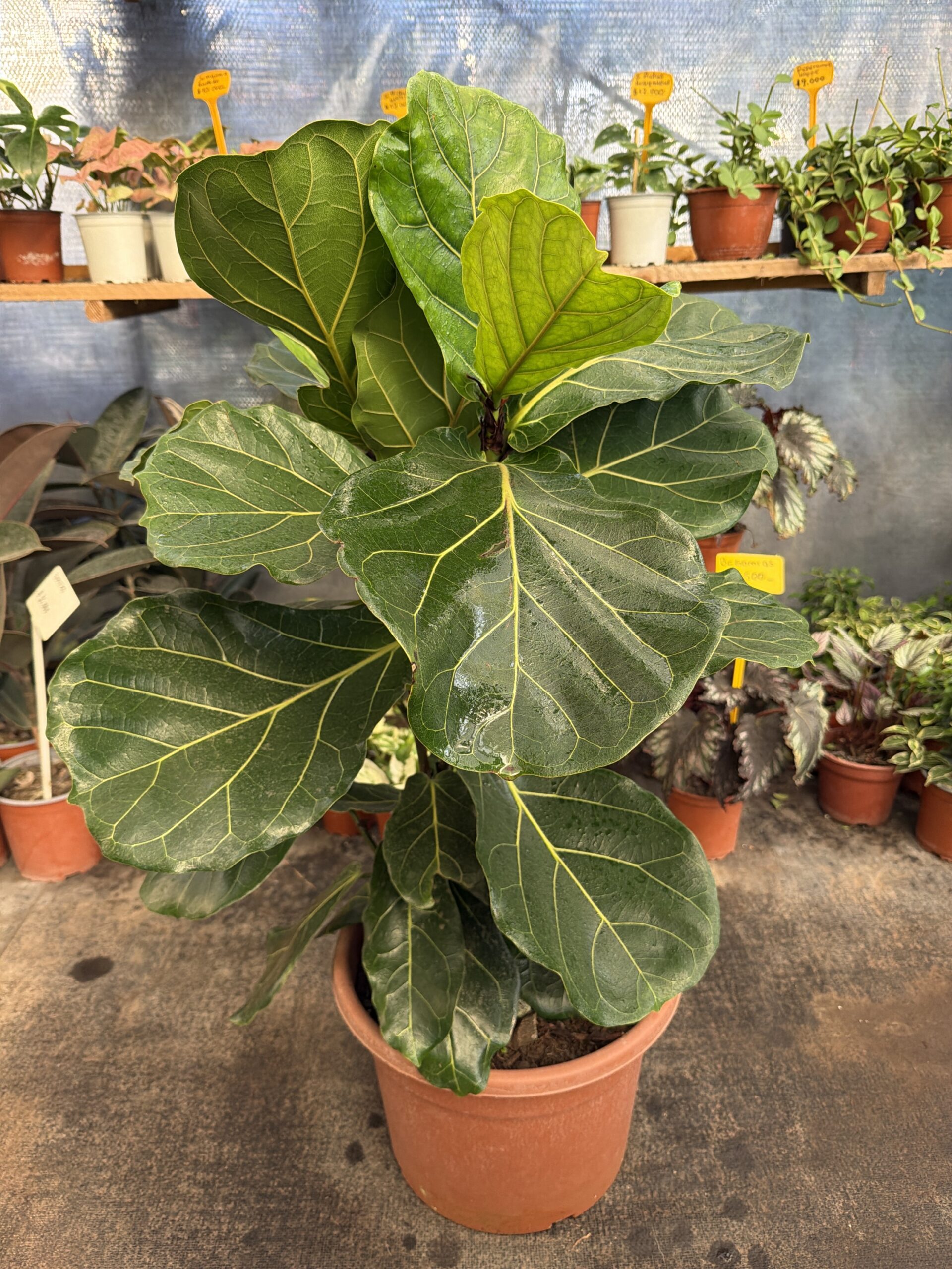 Ficus Lyrata L - Imagen 2
