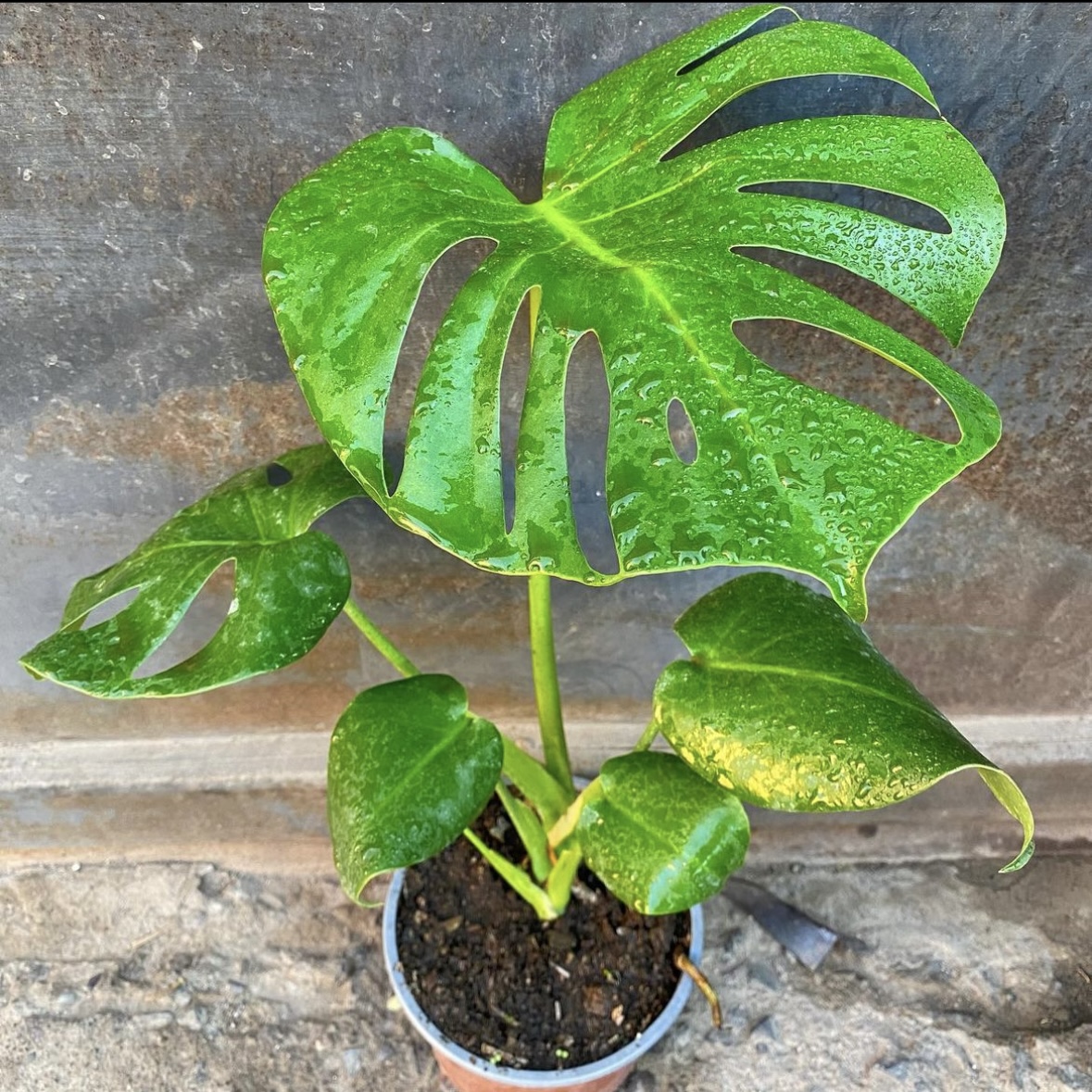 Monstera