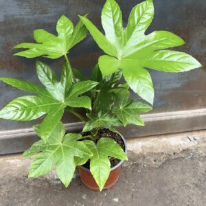 Aralia Japonica