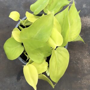Cordatum Lemon