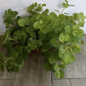 Dólar Verde