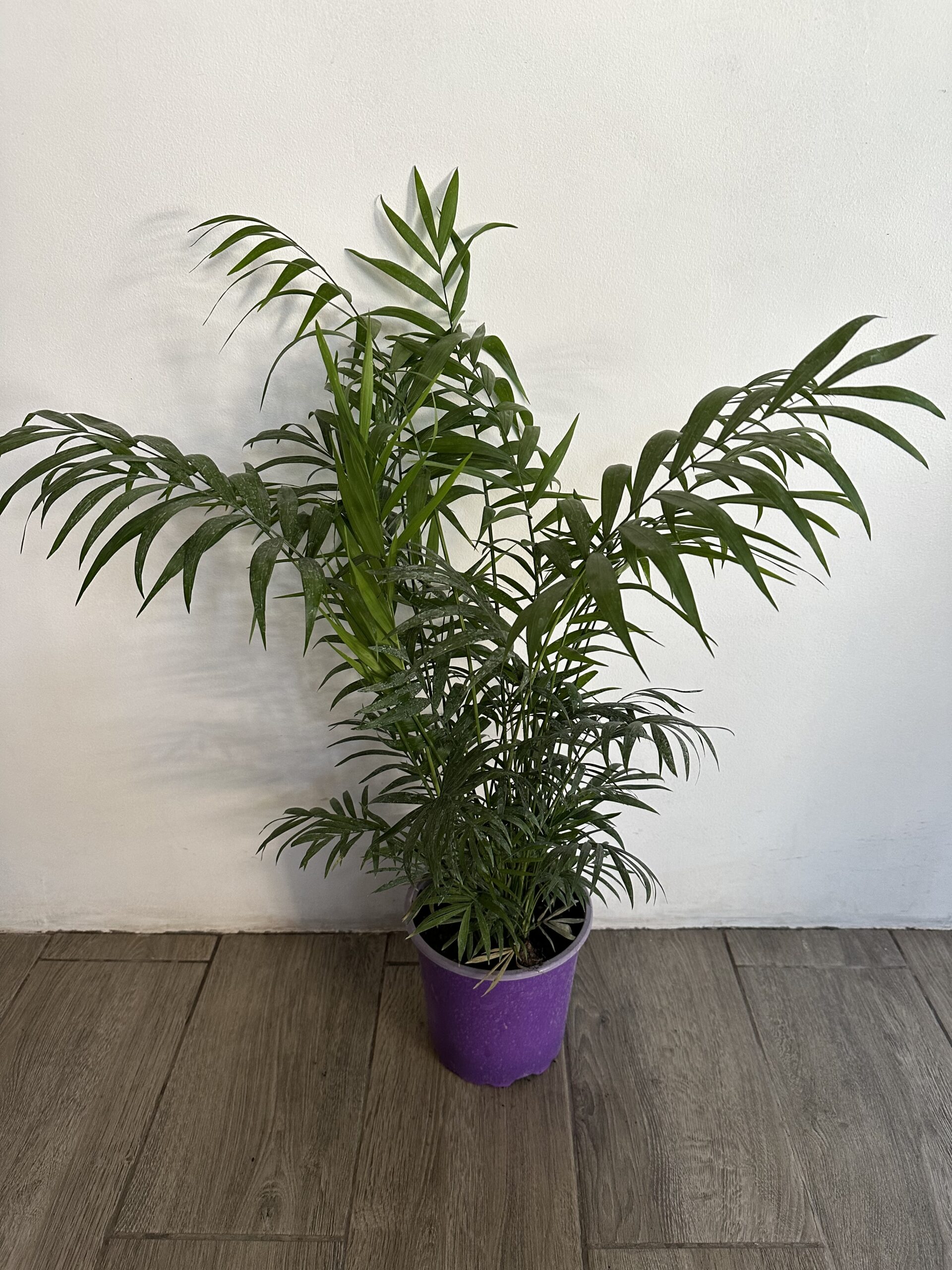 Palmera Chamaedora M