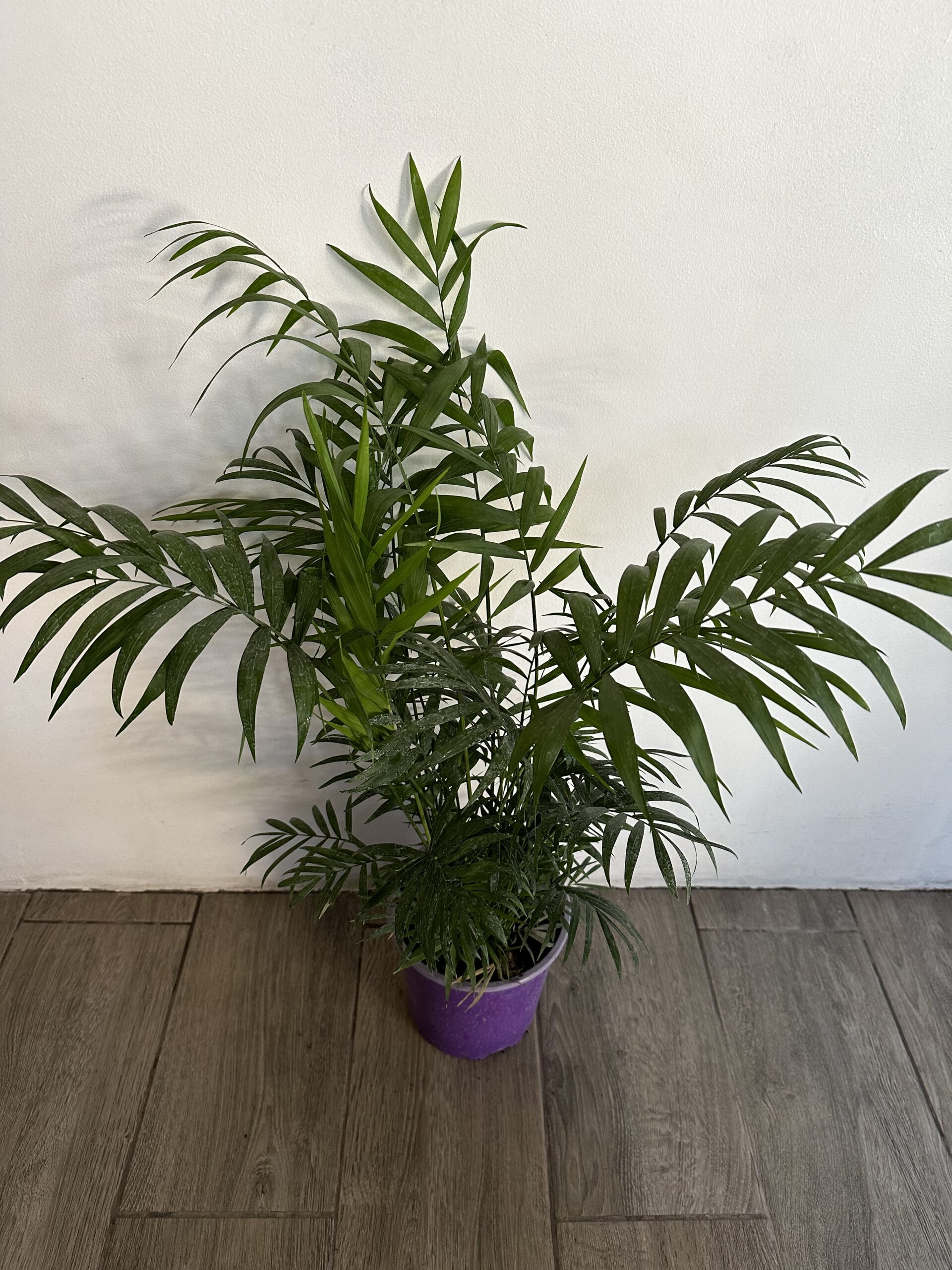 Palmera Chamaedora M - Imagen 2