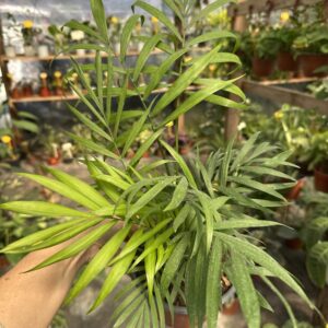 Palmera Chamaedora S