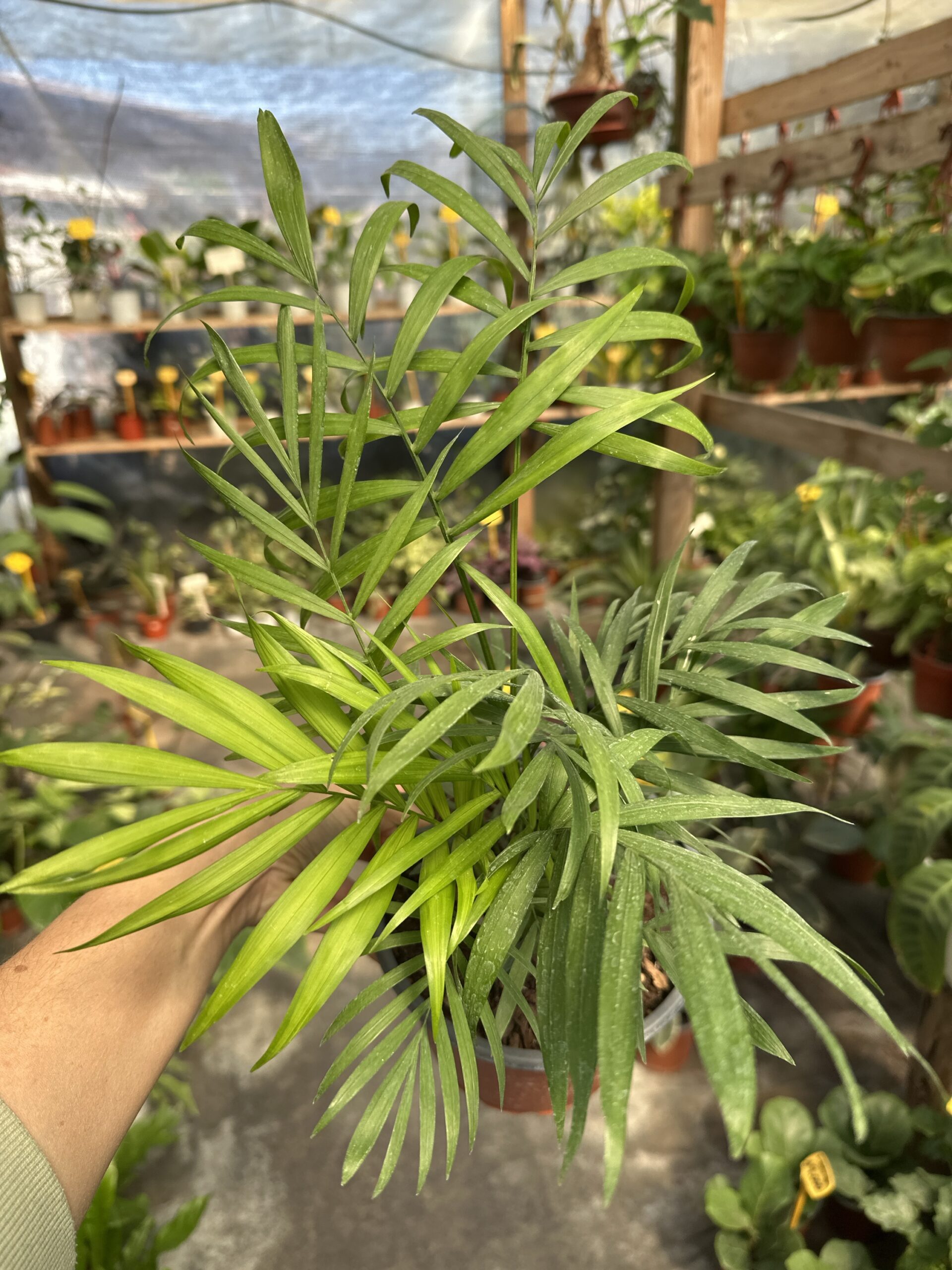 Palmera Chamaedora S