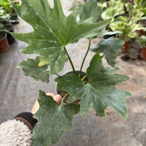 Philodendro Paraguayo S