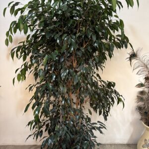 Ficus Danielle XL