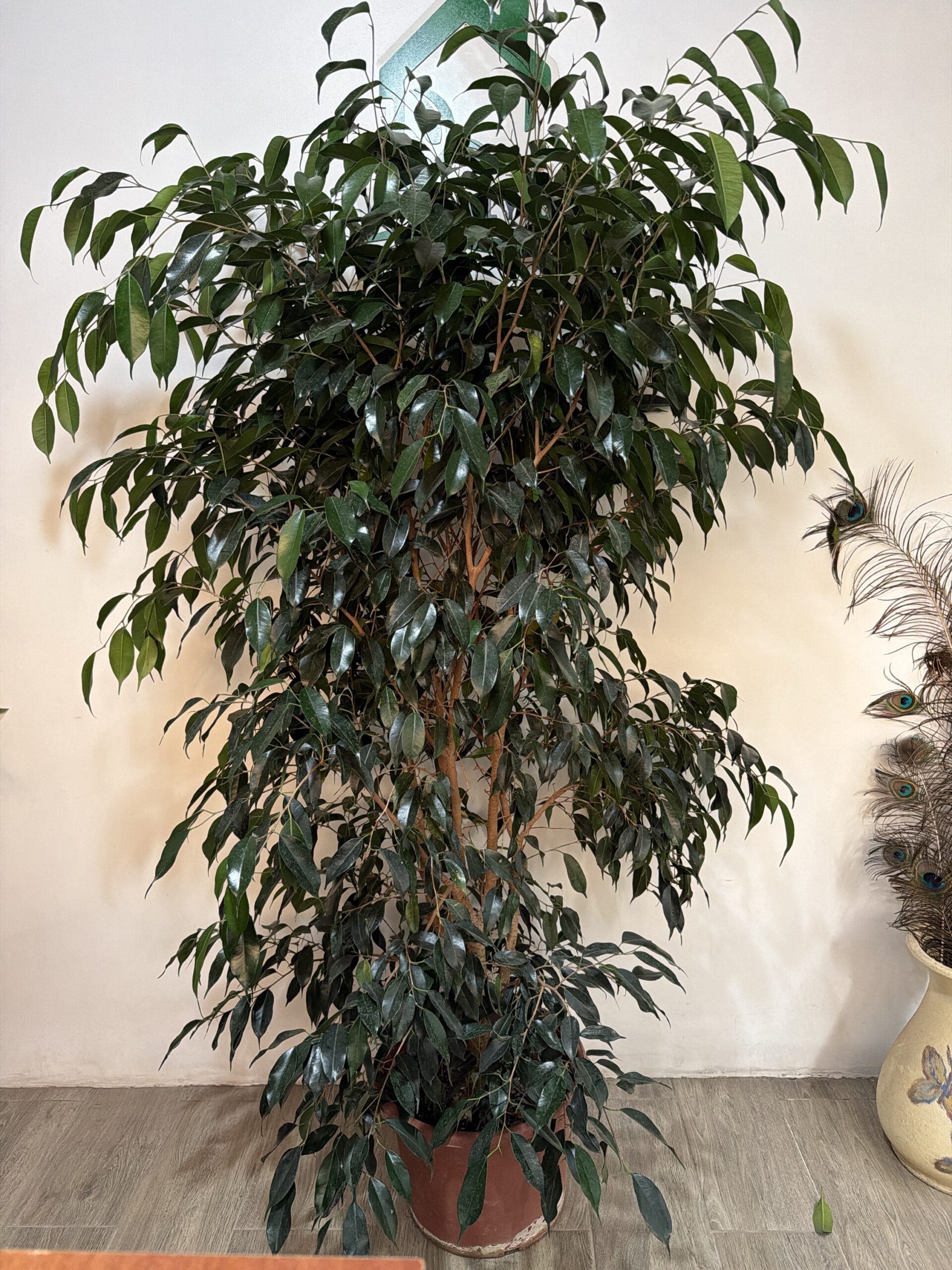 Ficus Danielle XL