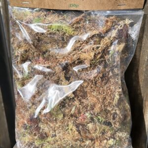 Musgo Sphagnum