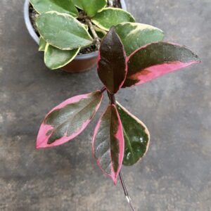 Hoya Krimson Queen
