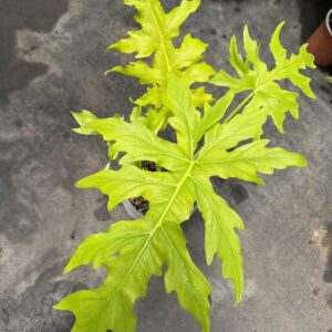 Philodendro Warscewiczii Flavum
