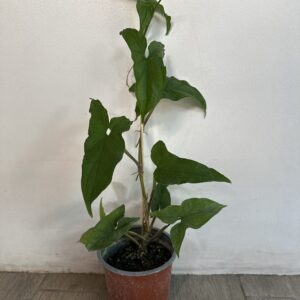 Singonio Verde