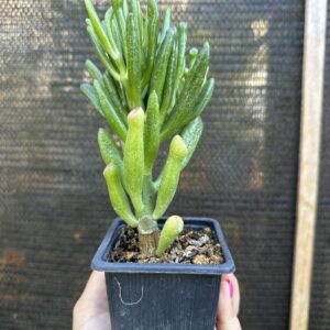 Crasulla Ovata Gollum