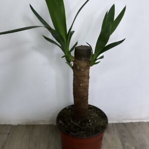 Yuca