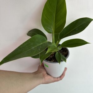 Philodendro Imperial Green