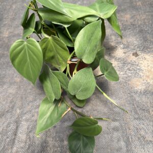 Cordatum Verde