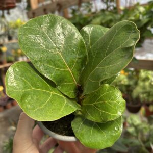 Ficus Lyrata Bambino