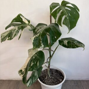 Monstera Variegada