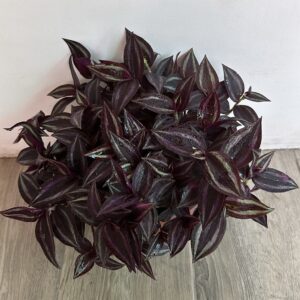 Tradescantia Morada