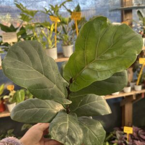 Ficus Lyrata