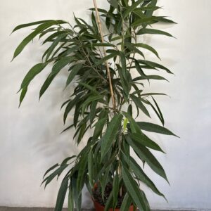 Ficus Ali