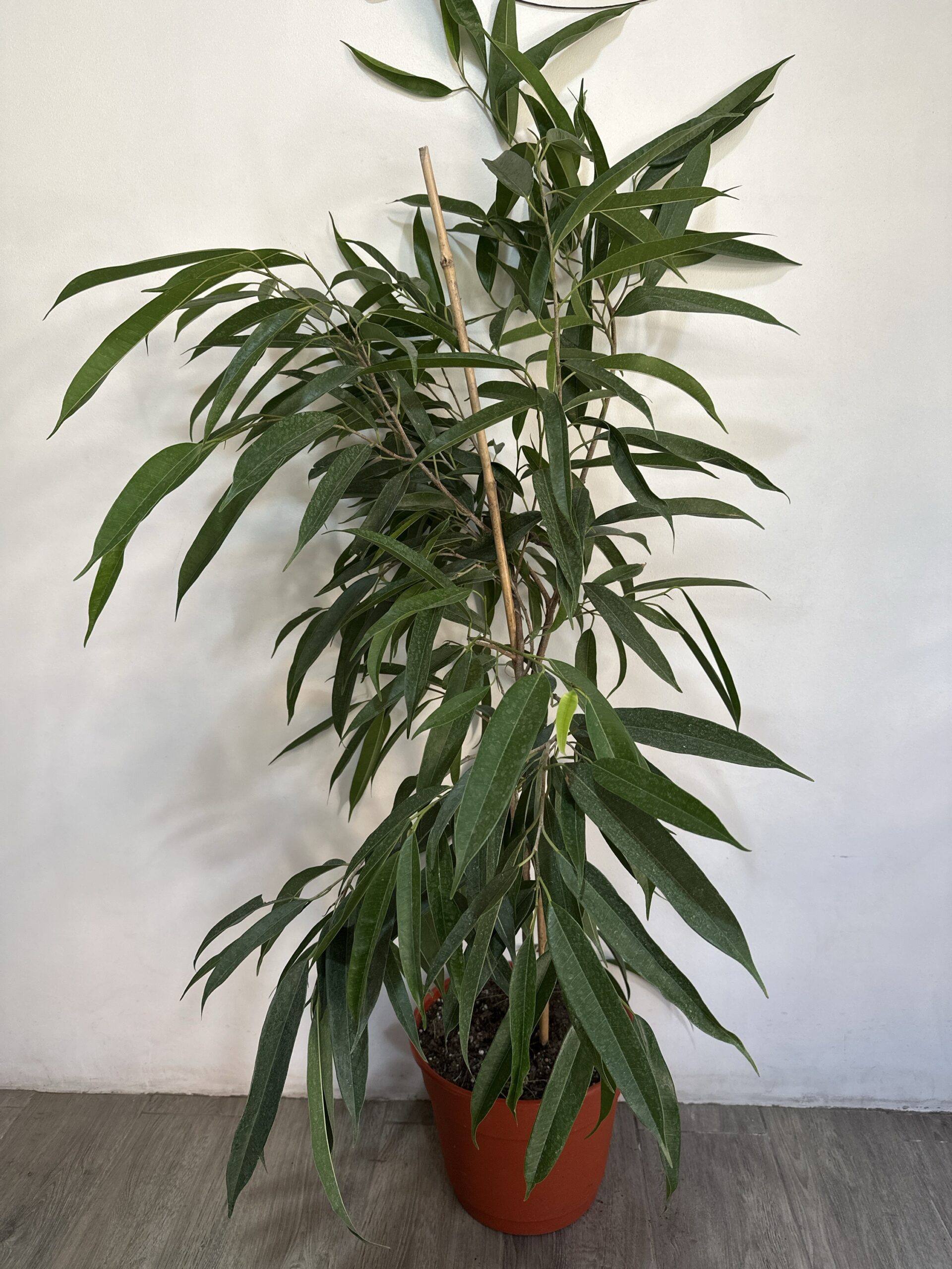 Ficus Ali