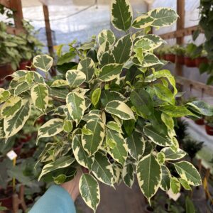 Ficus Variegado