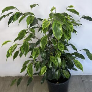 Ficus Anastacia