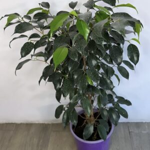 Ficus Danielle