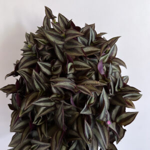 Tradescantia Gris