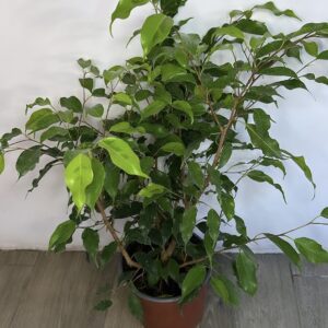 Ficus Golden Monique