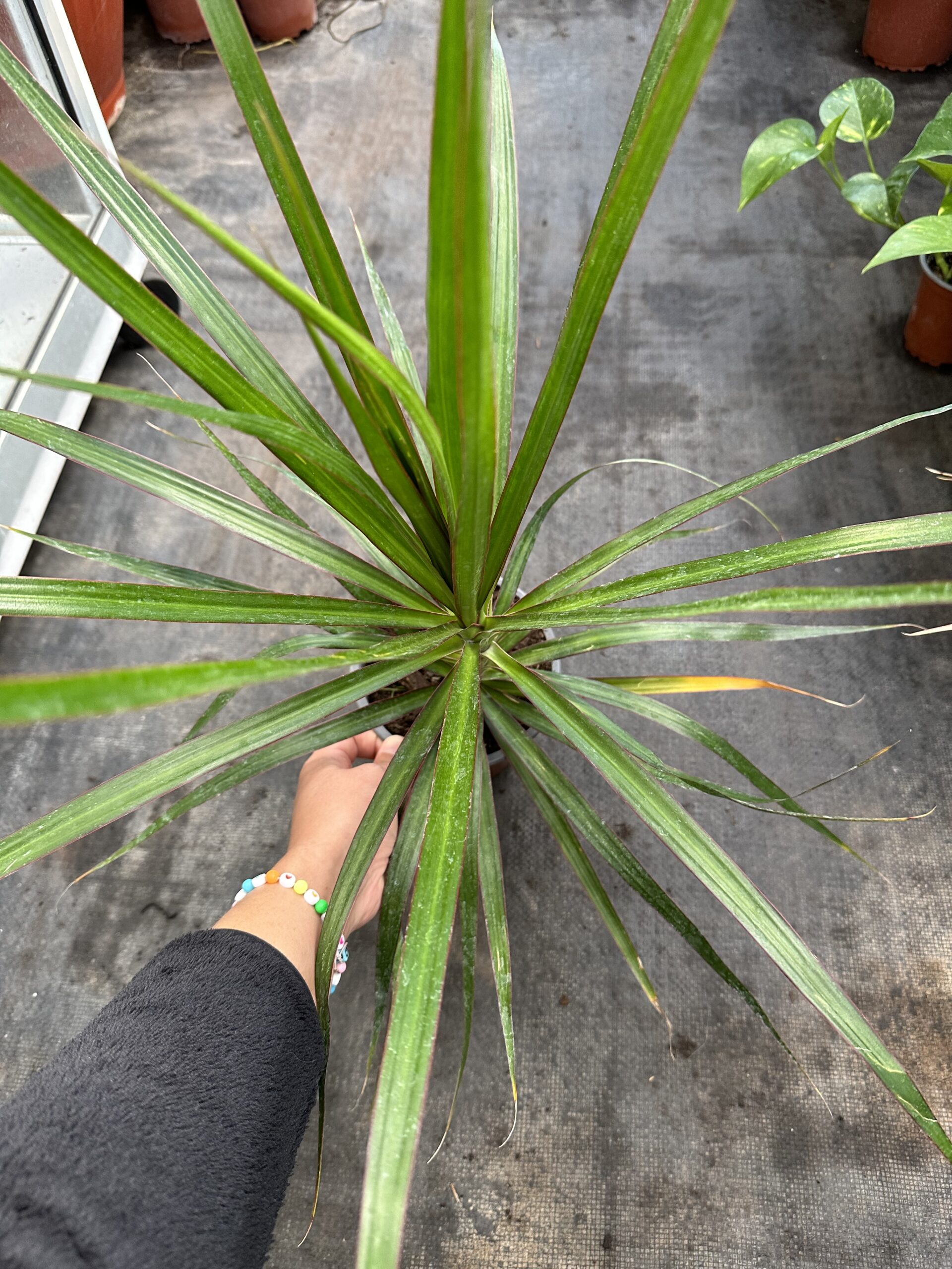 Dracena Marginata - Imagen 2