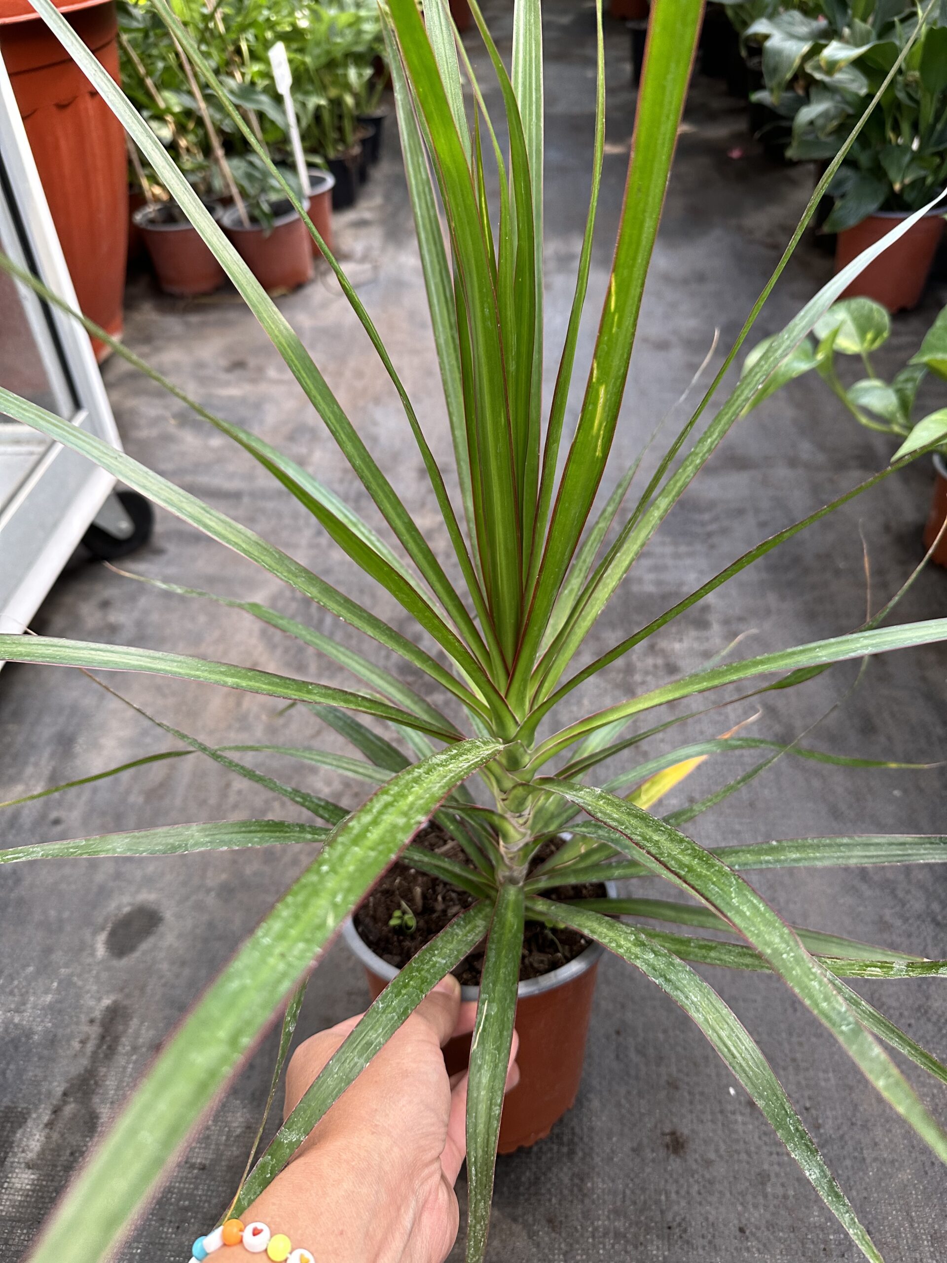 Dracena Marginata - Imagen 3