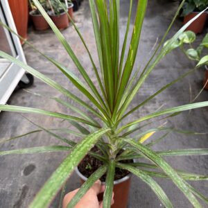 Dracena Marginata