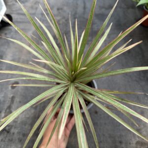 Dracena Colorama