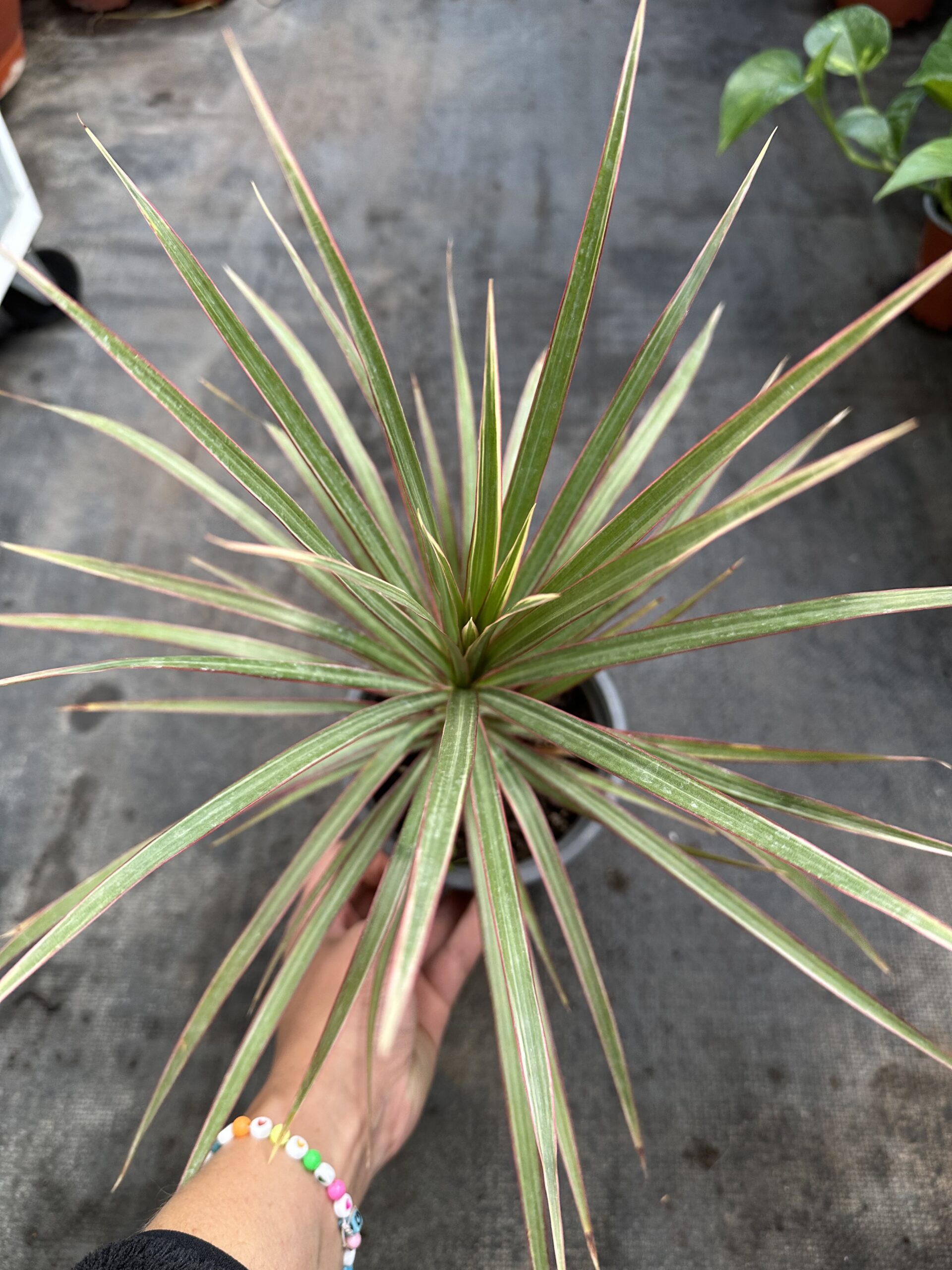 Dracena Colorama