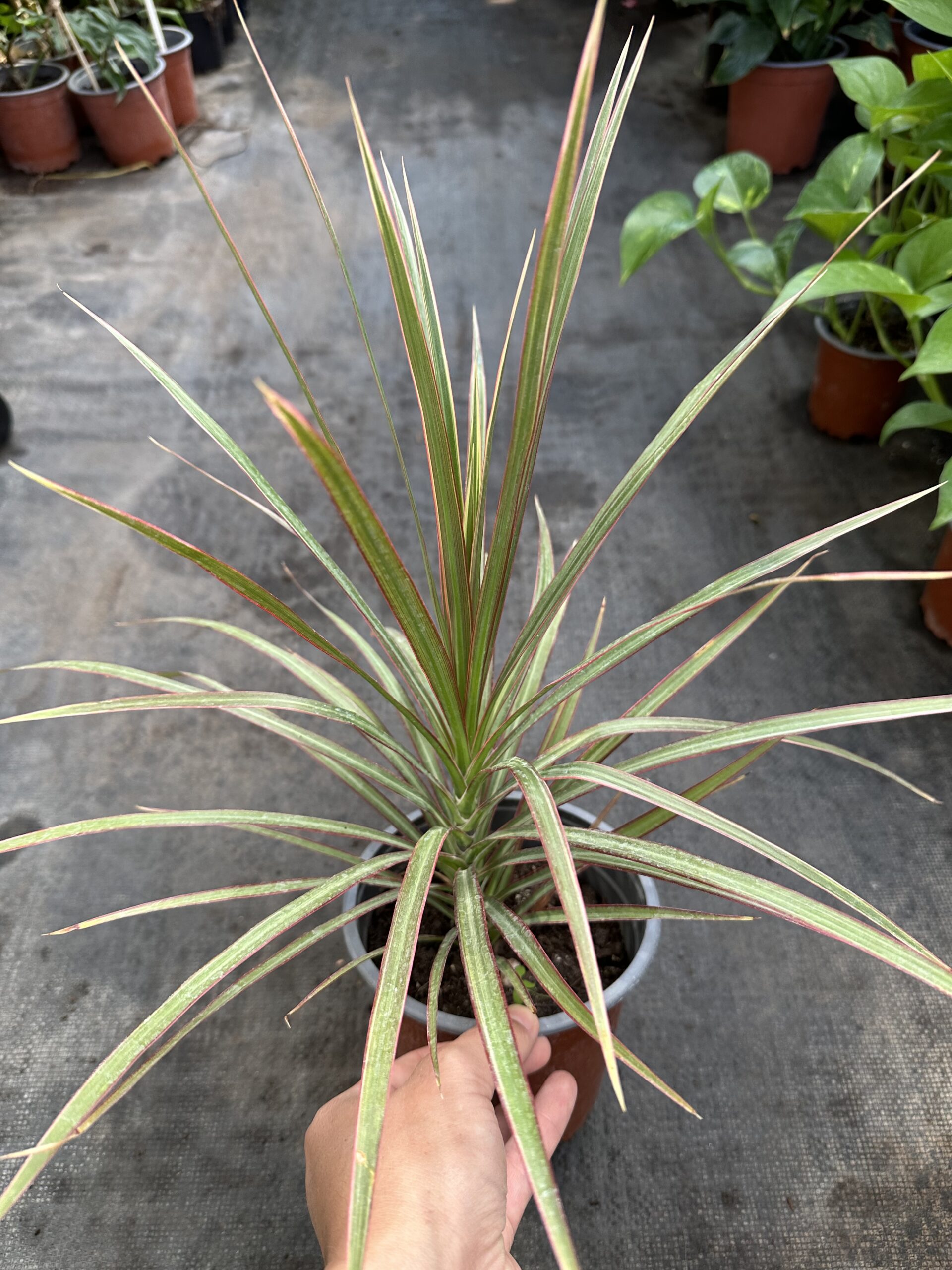 Dracena Colorama - Imagen 2