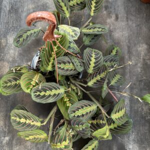 Maranta Leuconera