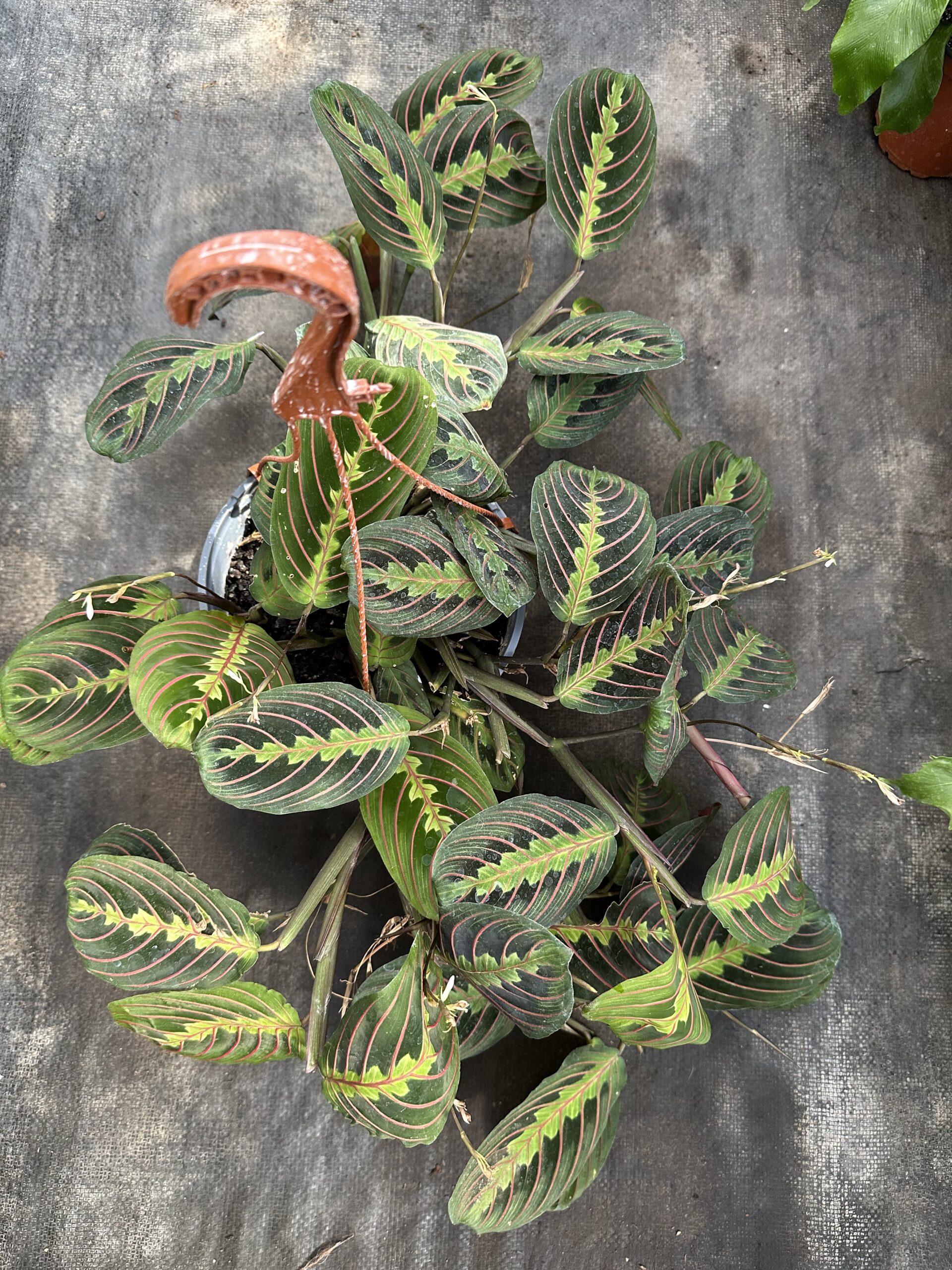 Maranta Leuconera