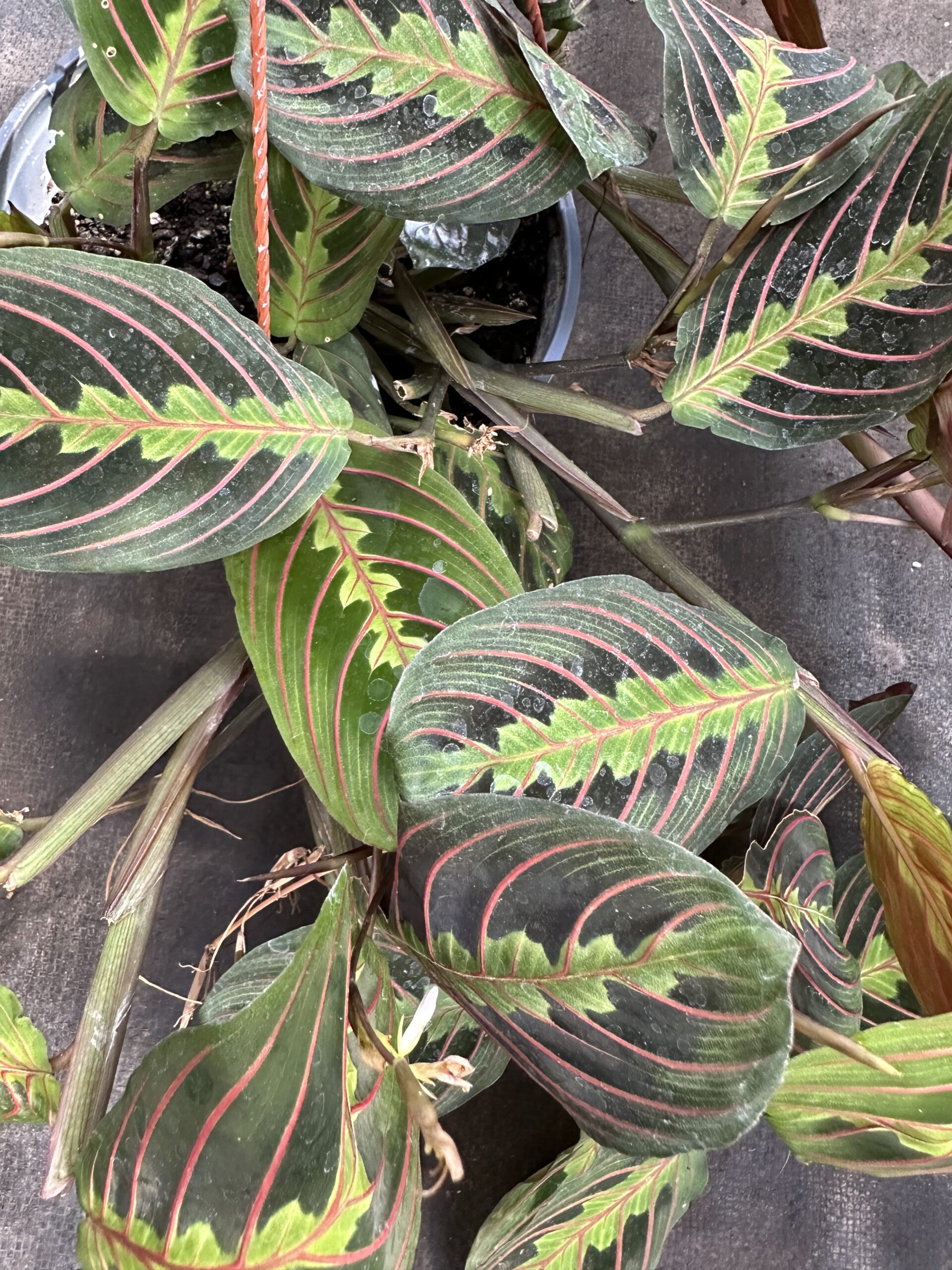 Maranta Leuconera - Imagen 2
