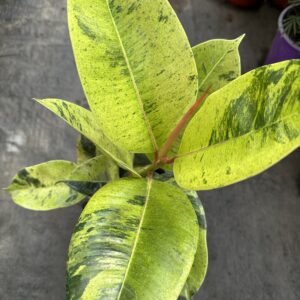 Gomero Shivereana