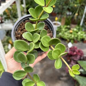 Peperomia Hoppe