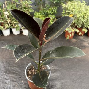 Gomero Burgundy