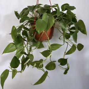 Cordatum Verde XL